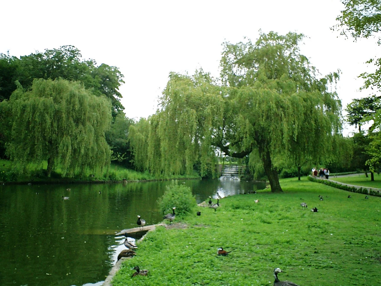 沿路上像個大公園, 一大群鴨鵝雞雁...等飛禽, 好命的在路旁悠閒的散步...