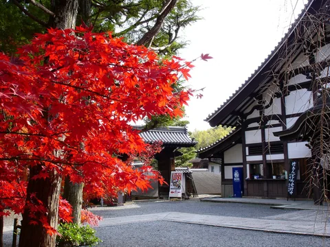 京都清水寺夜間參拜時的紅葉與燈光景色