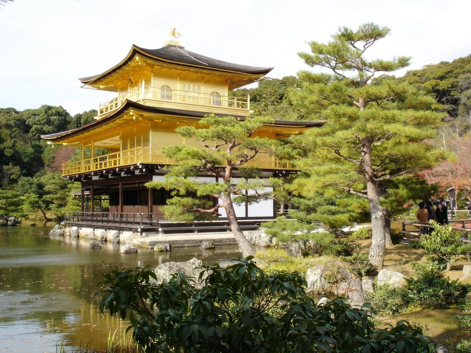 金閣寺金色建築、池水與松樹的近景。