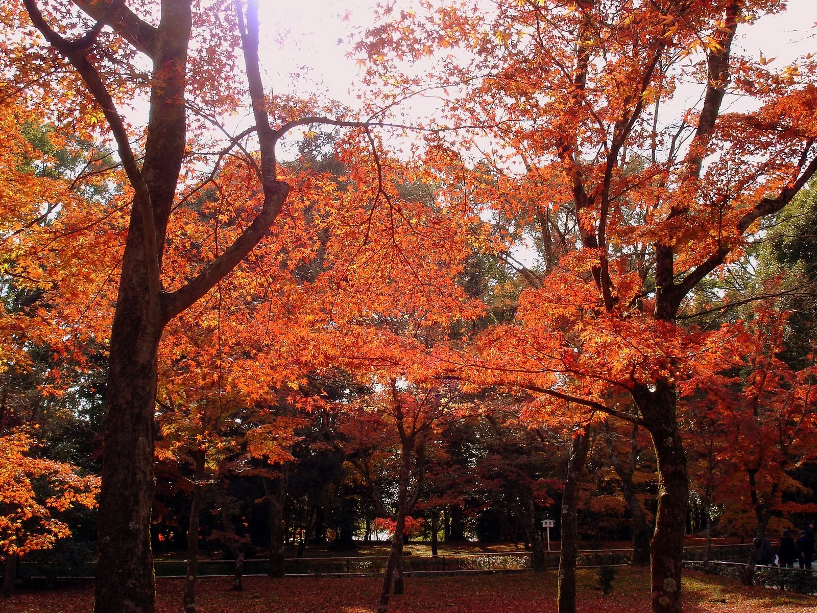 金閣寺周邊紅色楓葉在陽光下展開。