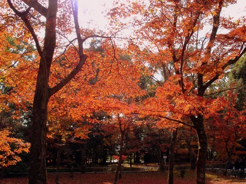 金閣寺周邊紅色楓葉在陽光下展開。