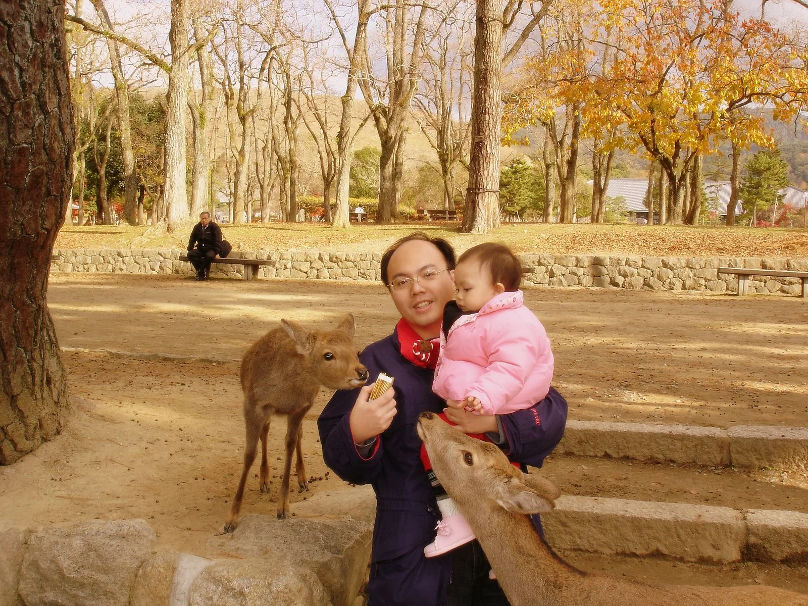 奈良公園的鹿群靠近遊客等待鹿餅。