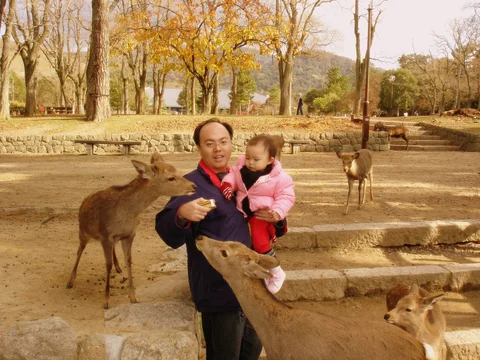 大人抱著小孩在奈良公園餵鹿，周圍有多隻鹿。