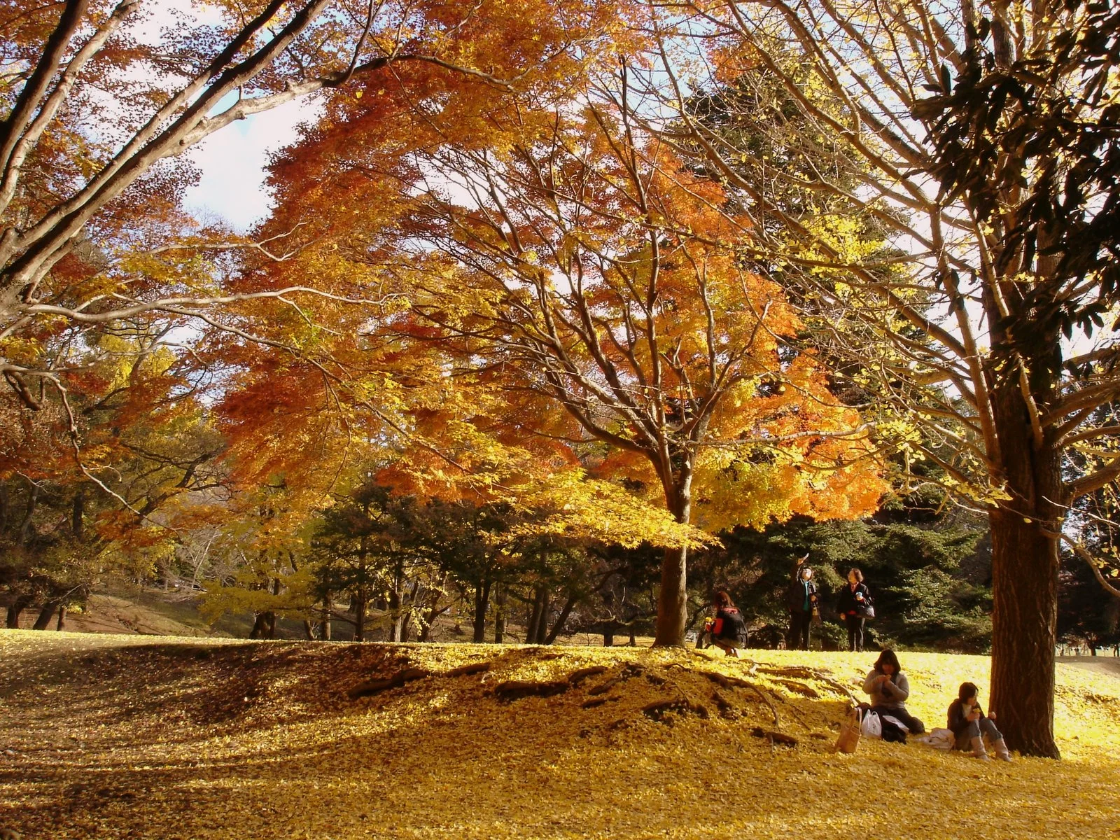 草地與樹林間可見黃色銀杏與紅色楓葉。
