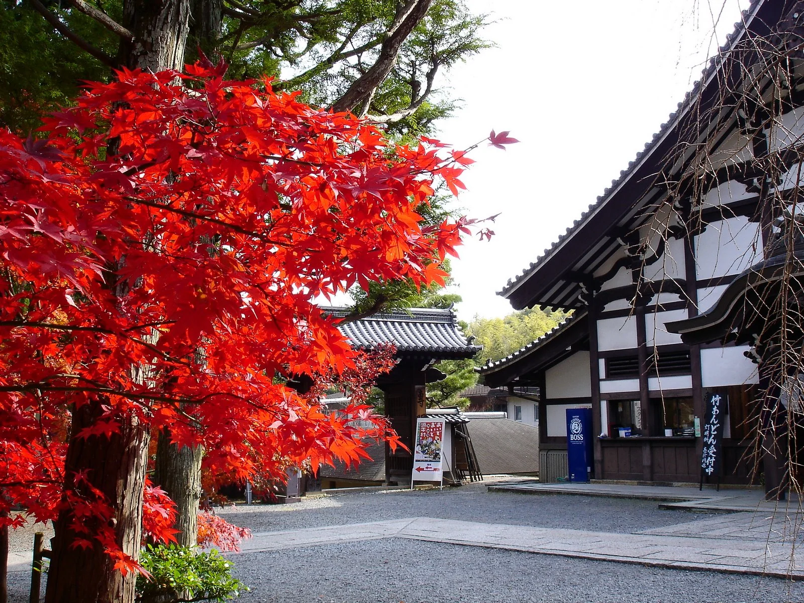 長岡京市光明寺的秋季紅葉與寺院建築。