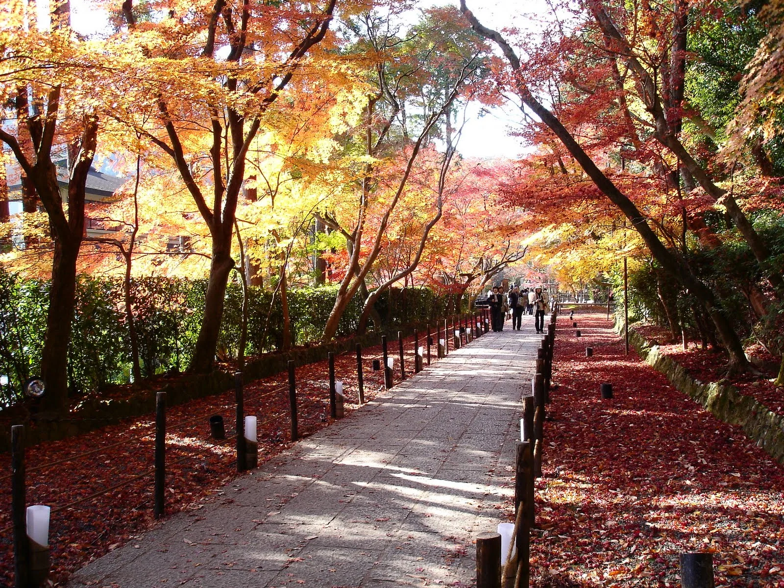 光明寺石板路兩側鋪滿紅葉與落葉。