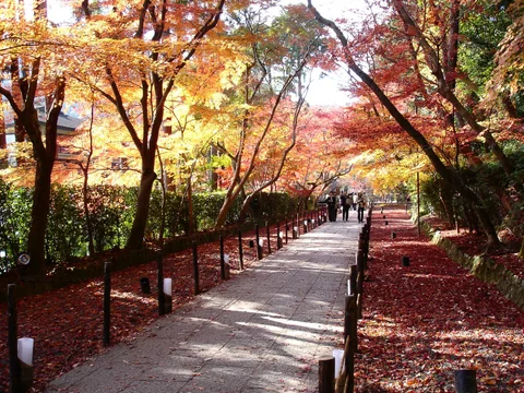 光明寺石板路兩側鋪滿紅葉與落葉。