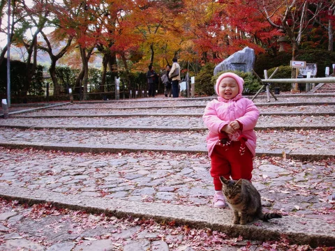 光明寺境內休息的貓咪。