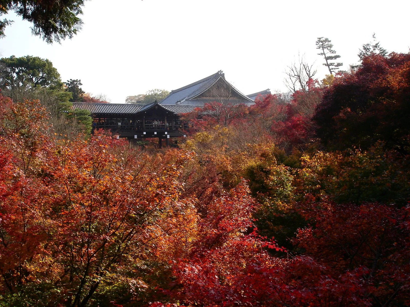 東福寺通天橋一帶的秋天紅葉與寺院屋頂。