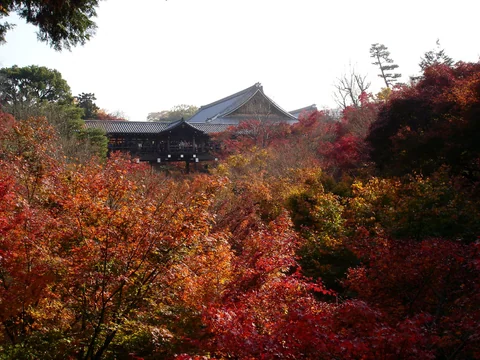 東福寺通天橋一帶的秋天紅葉與寺院屋頂。