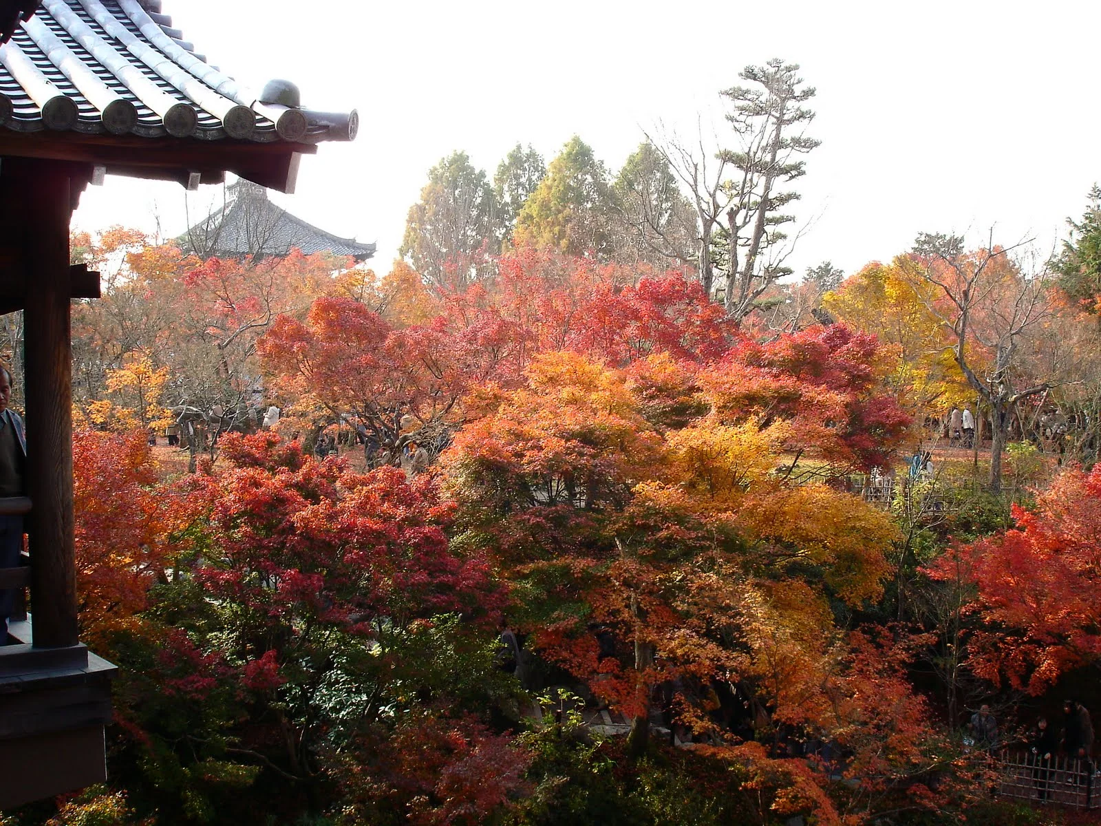 東福寺寺院屋簷旁的紅色與橘色楓葉。