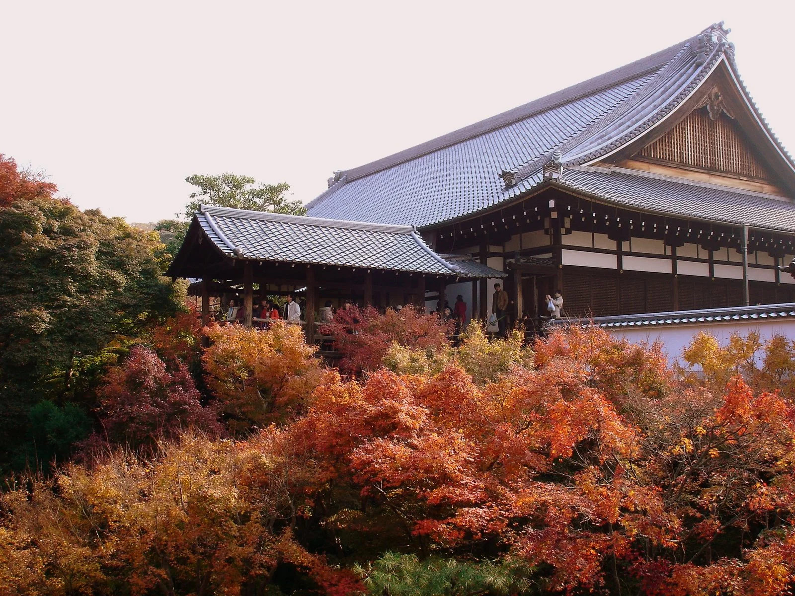 東福寺建築後方與前景的秋天紅葉。