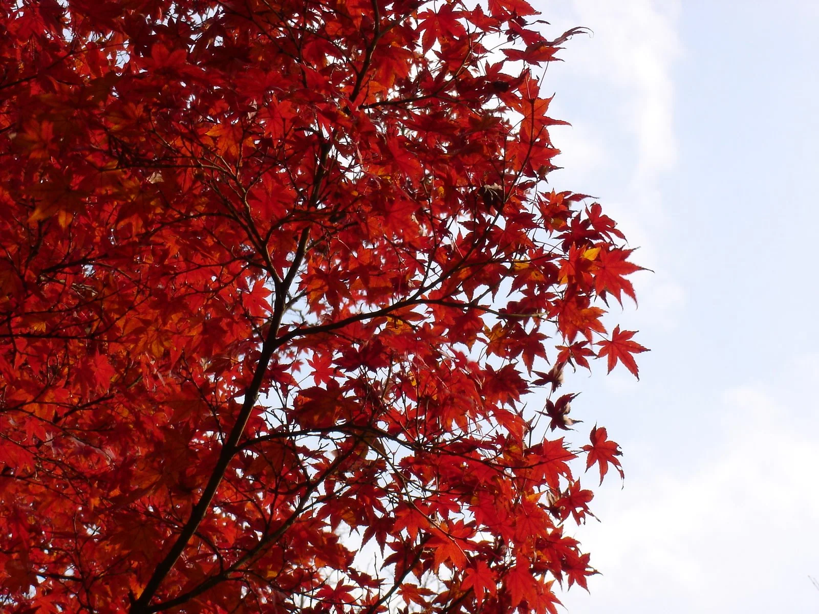 紅色楓葉與淡藍天空。