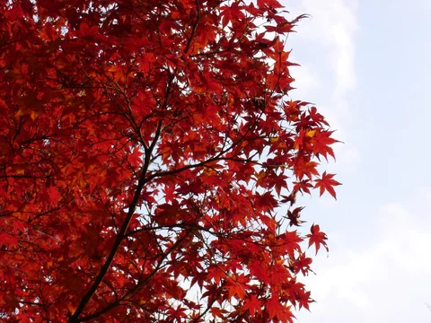 紅色楓葉與淡藍天空。