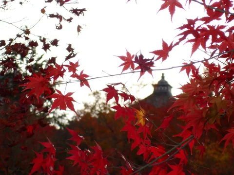前景紅色楓葉與背景模糊的寺院屋頂。