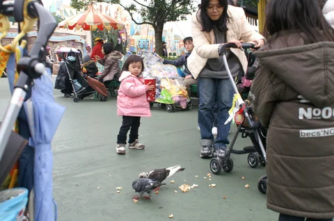 小孩看著鳥群聚集在爆米花旁。