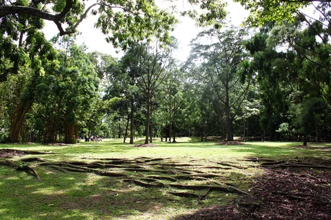 新加坡植物園內一片有大樹、草地與外露樹根的陰影步道。