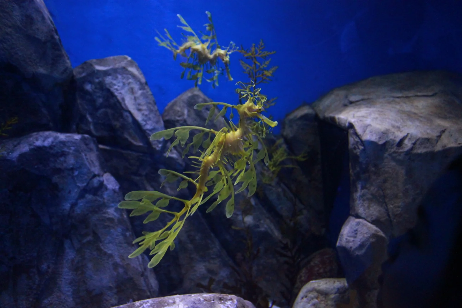 水族館裡的葉海馬魚。