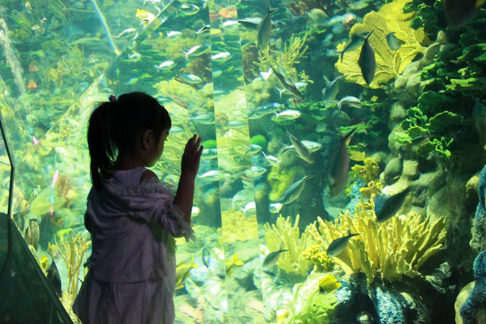 小朋友站在大型水族箱前觀察魚群。