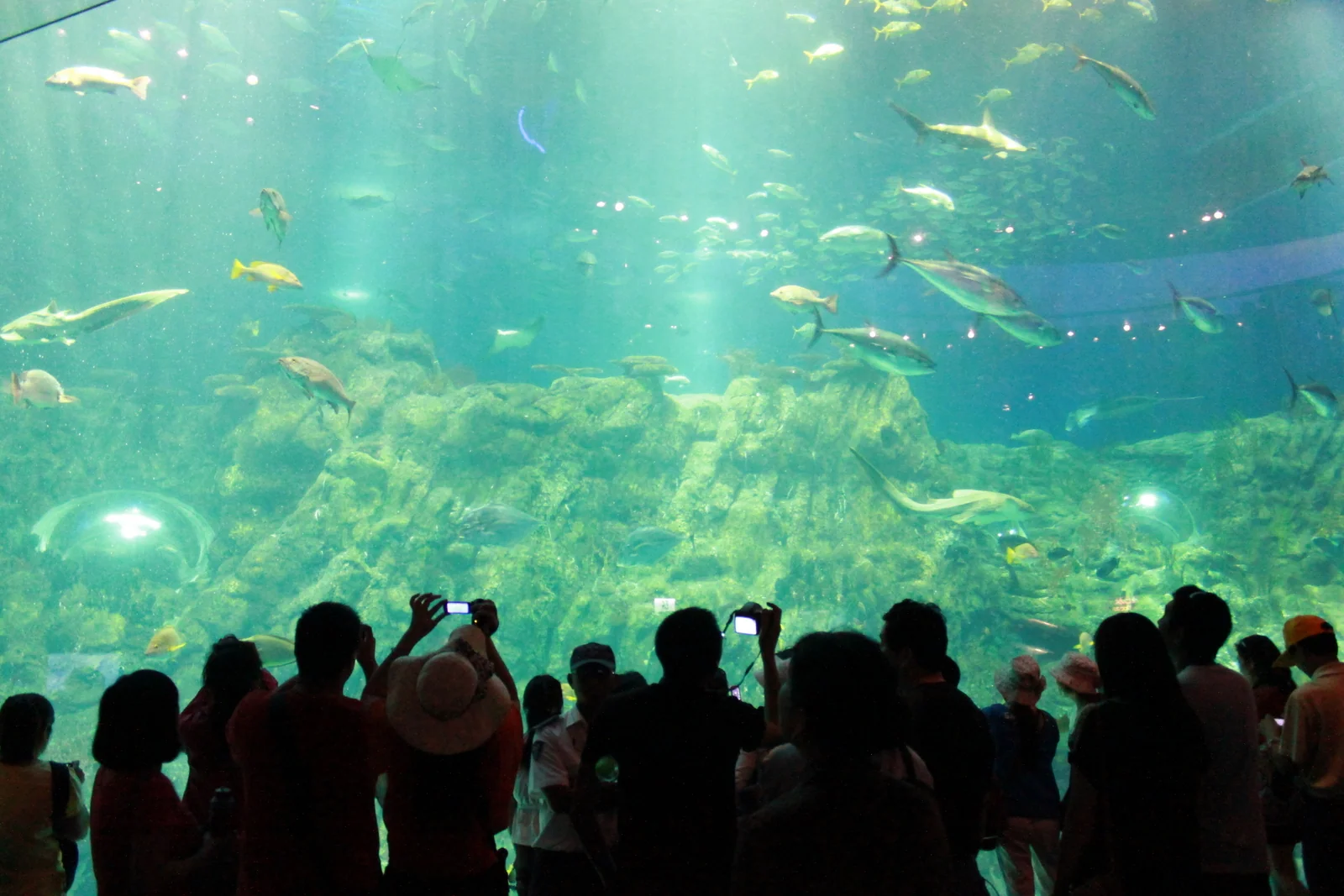 遊客在大型水族箱前看魚。