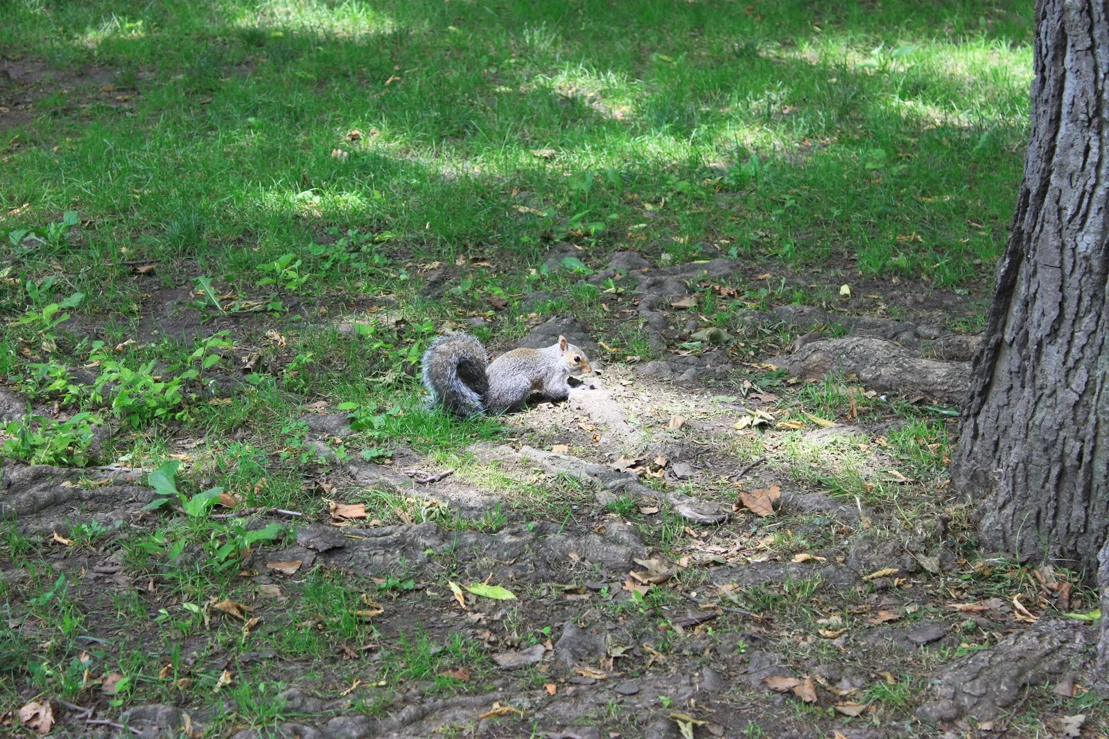 砲台公園草地上的松鼠。
